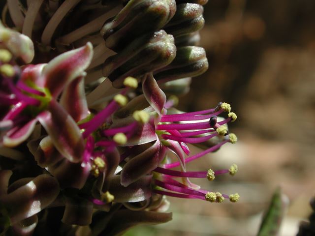 Ledebouria ovatifolia   AC  (3)